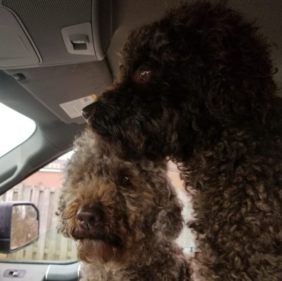 Meet your Posher, Alexandra - Picture 1 of 1